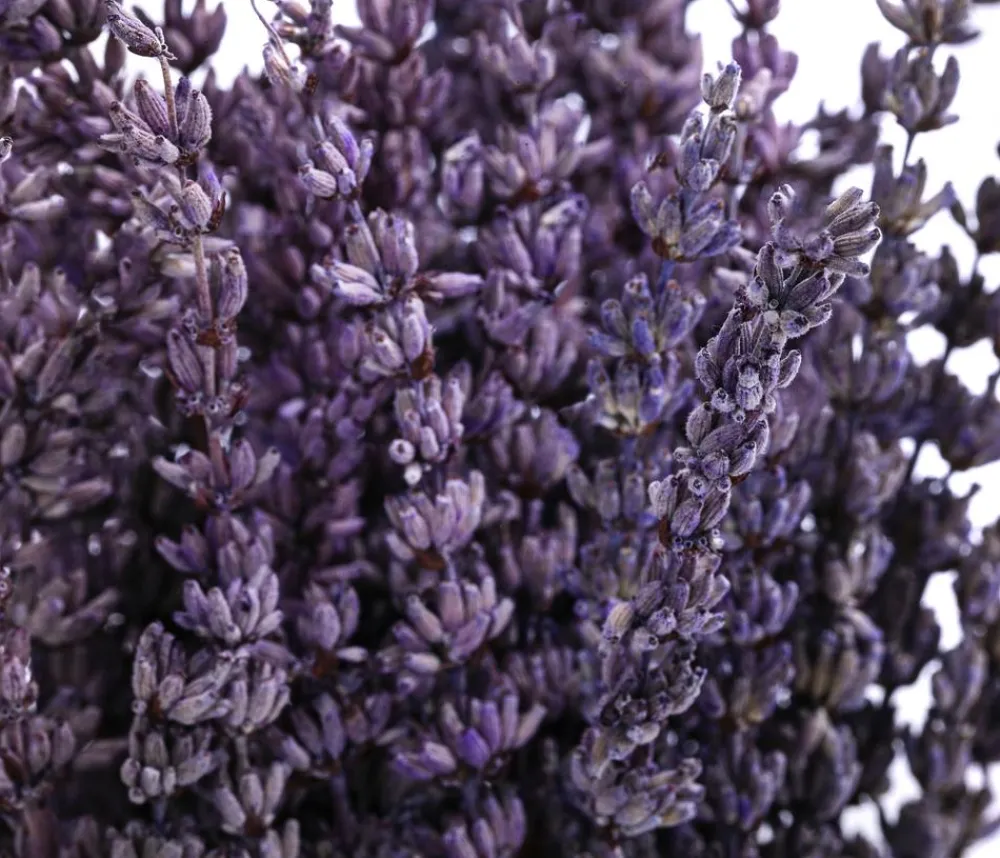 Dehner Trockenblumen > Trockenblumenbund Lavendel, 100g, ca. L45 cm