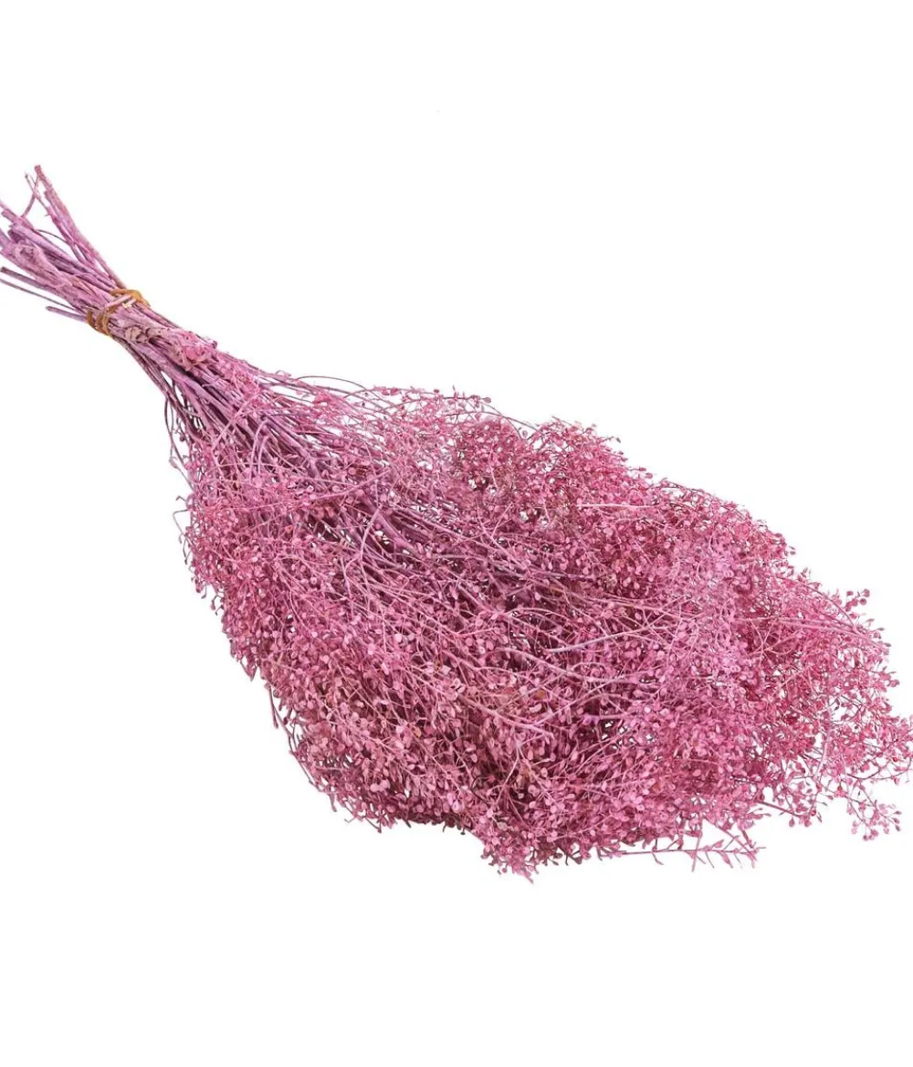 Dehner Trockenblumenbund Lupidium, hell Rosa Hot