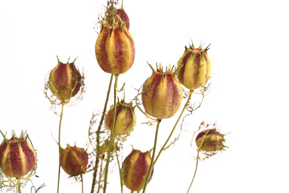 Dehner Trockenblumen > Trockenblumenbund Nigella mit Fruchtstand