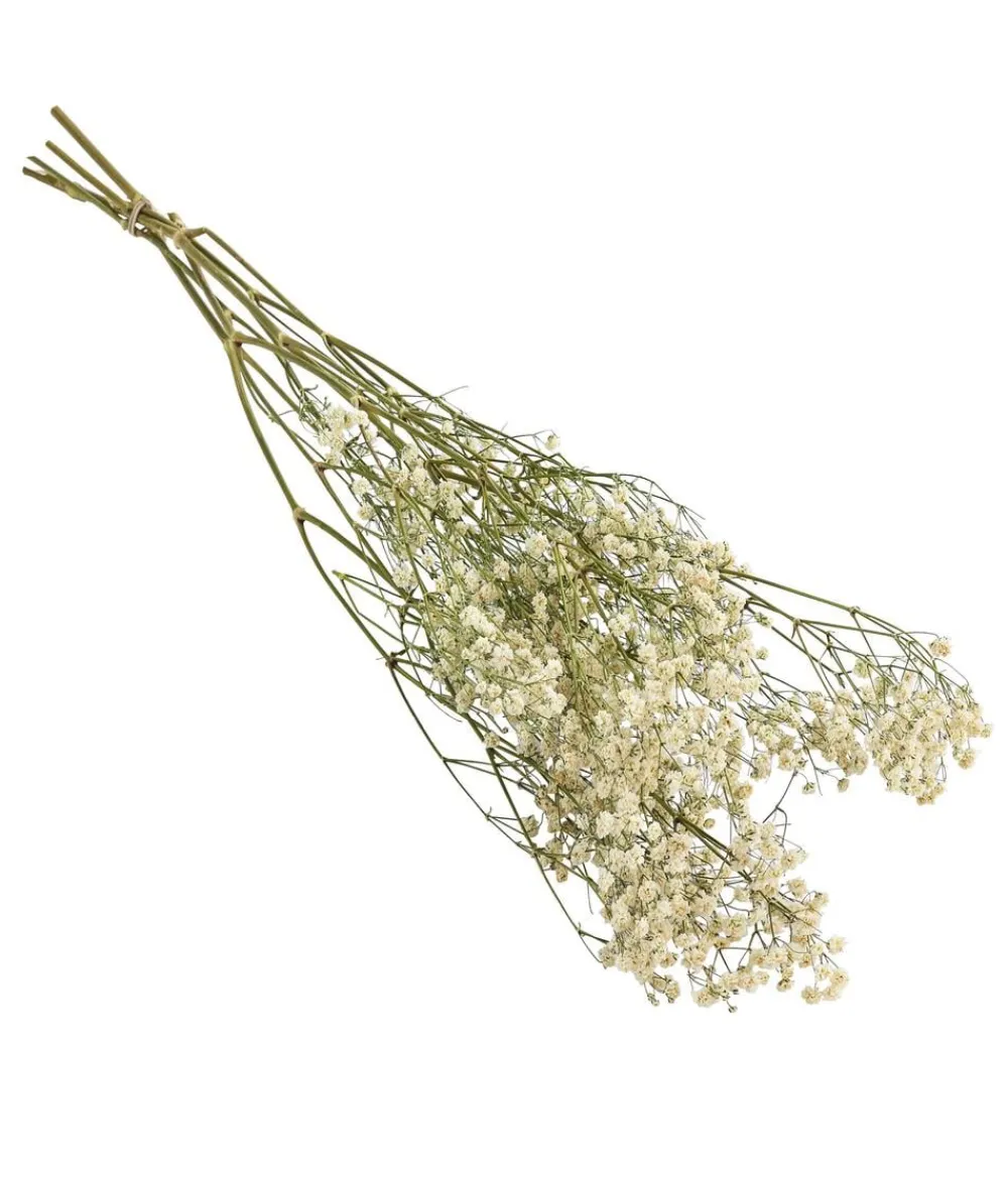 Dehner Trockenblumen - Trockenblumenbund Schleierkraut, Weiß