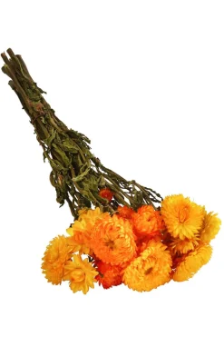 Dehner Trockenblumenbund Strohblume Gelb Outlet