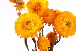 Dehner Trockenblumenbund Strohblume Gelb Outlet