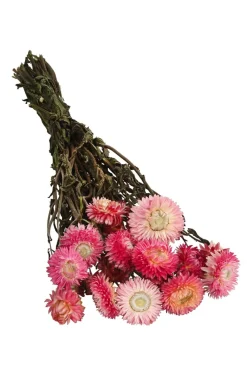 Dehner Trockenblumen - Trockenblumenbund Strohblume Rosa