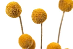 Dehner Trockenblumen - Trockenblumenbund Trommelschlägel Gelb