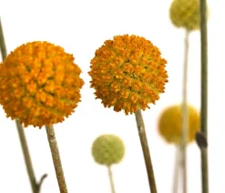Dehner Sommerblumen > Trommelschlägel 'Golf Beauty'