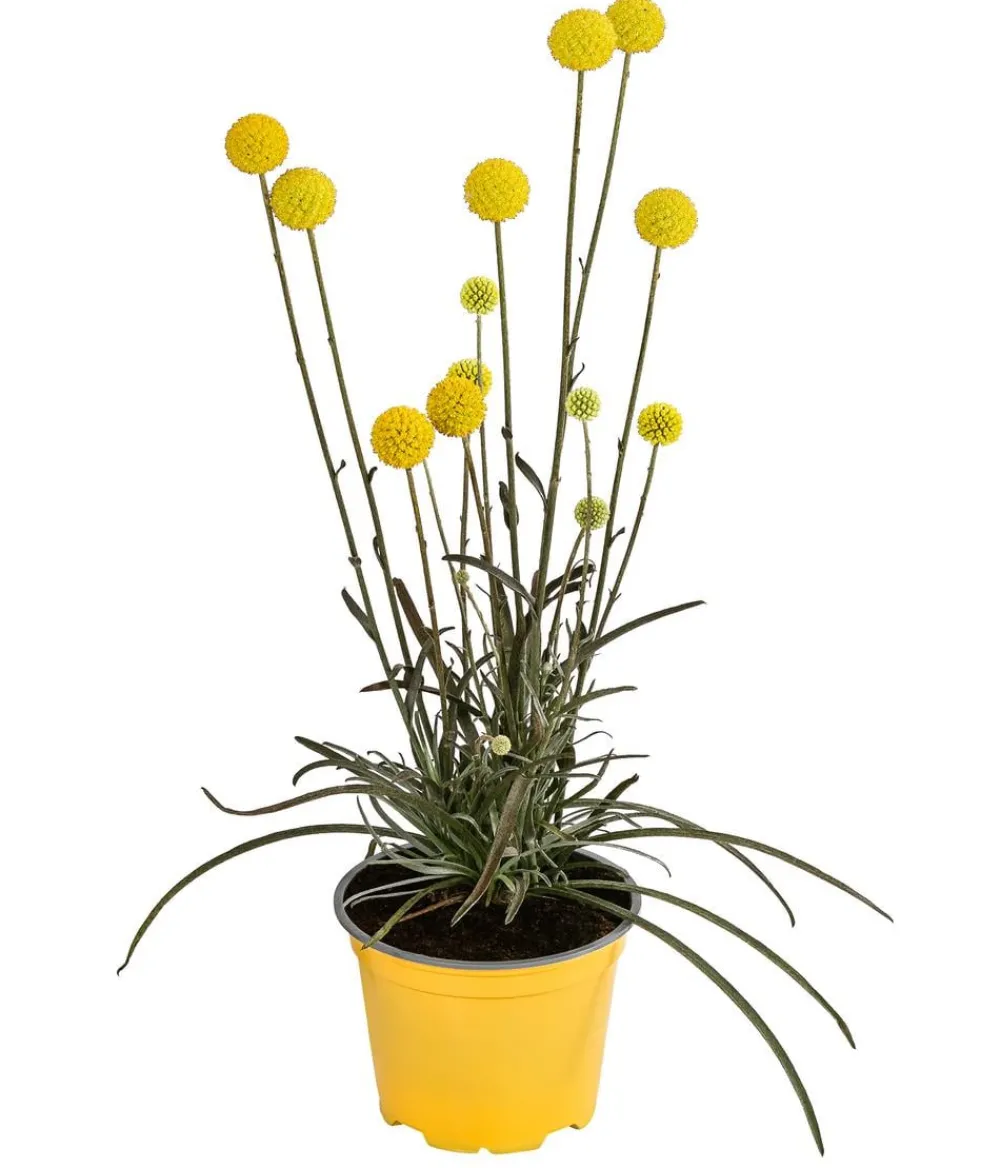 Dehner Sommerblumen > Trommelschlägel 'Golf Beauty'