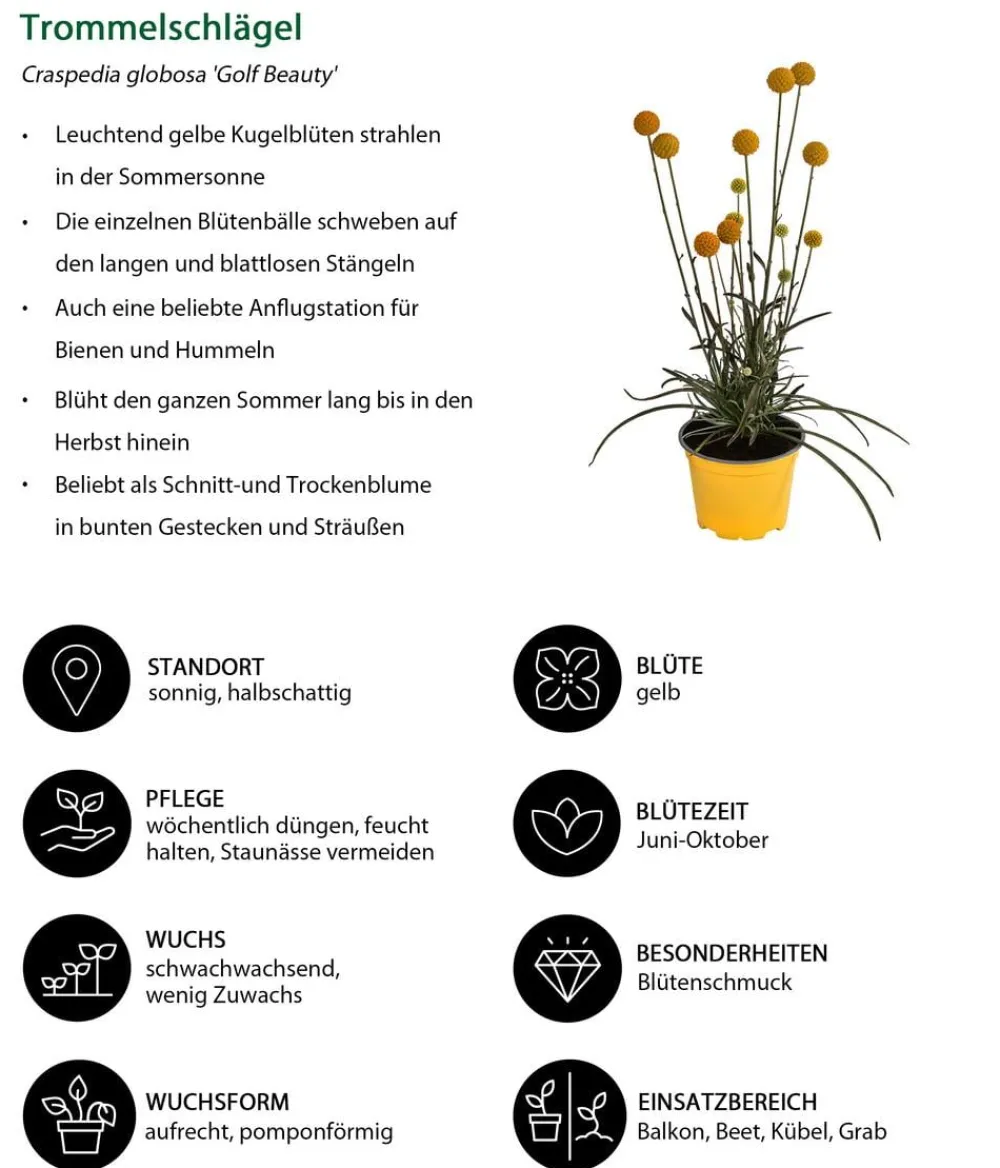 Dehner Sommerblumen > Trommelschlägel 'Golf Beauty'