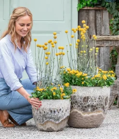 Dehner Sommerblumen > Trommelschlägel 'Golf Beauty'