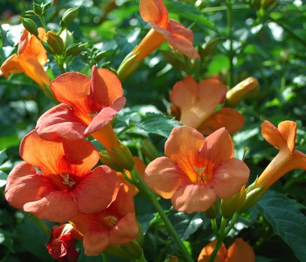 Dehner Kletterpflanzen > Trompetenblume 'Mme. Galen'