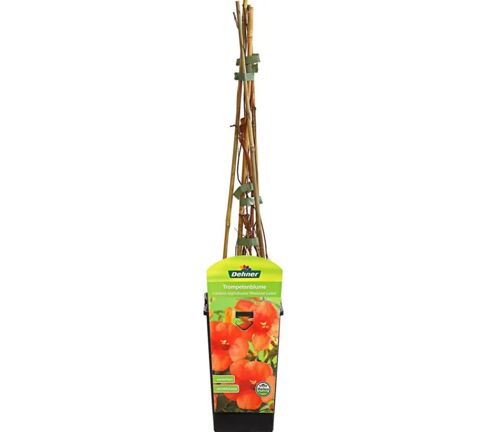 Dehner Kletterpflanzen > Trompetenblume 'Mme. Galen'