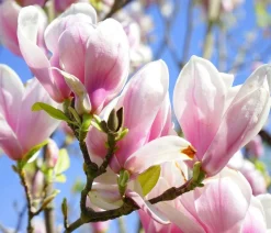 Dehner Laubgehölze|Magnolien > Tulpen-Magnolie