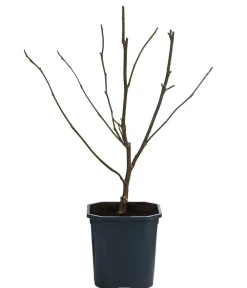 Dehner Laubgehölze|Magnolien > Tulpen-Magnolie
