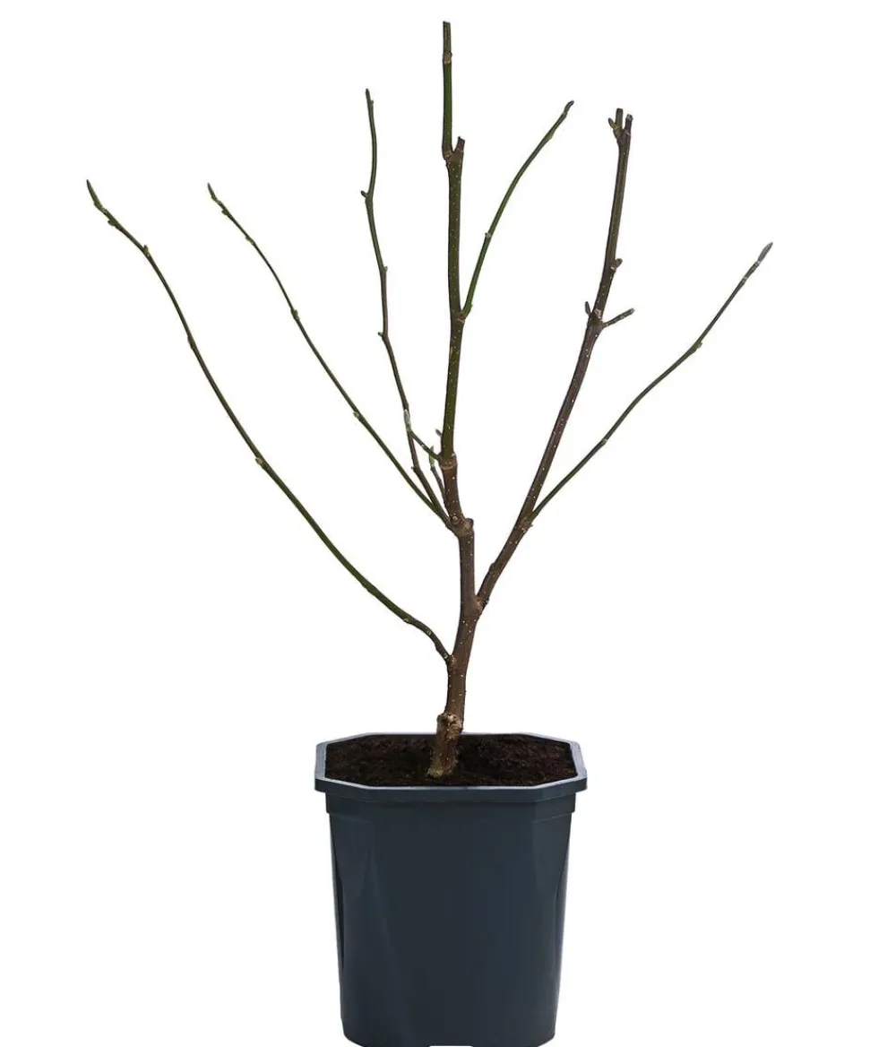 Dehner Laubgehölze|Magnolien > Tulpen-Magnolie