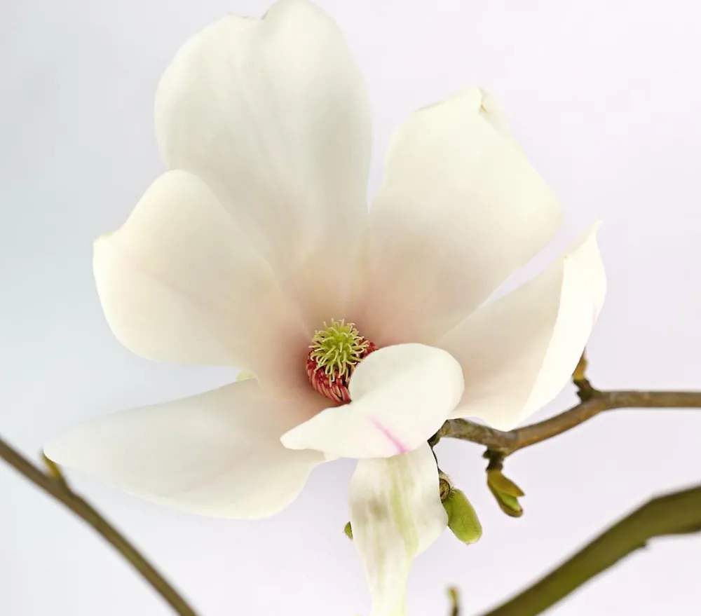Dehner Laubgehölze|Magnolien - Tulpen-Magnolie 'Alba Superba'