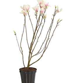 Dehner Laubgehölze|Magnolien - Tulpen-Magnolie 'Alba Superba'