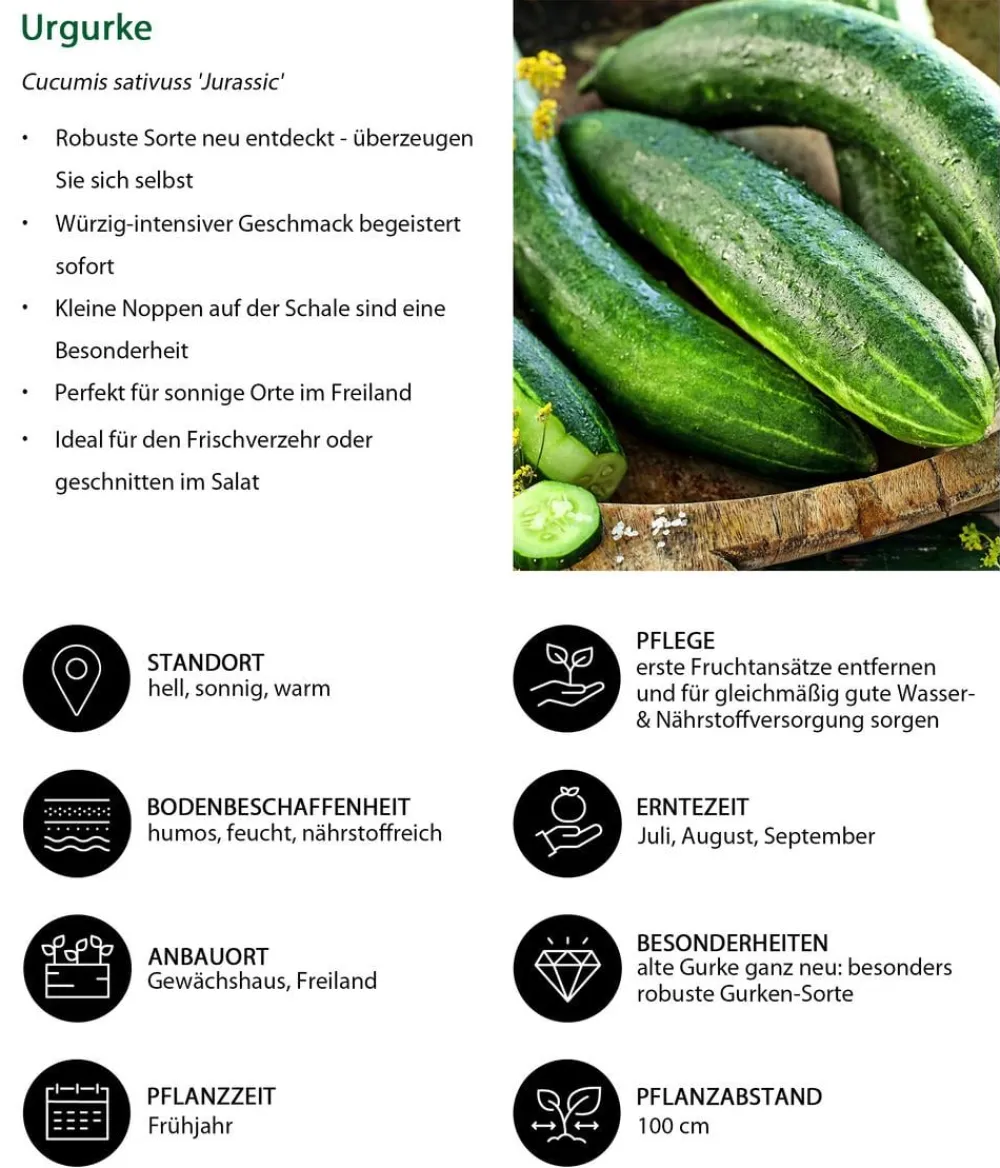 Dehner Zucchini- & Gurkenpflanzen - Urgurke 'Jurassic' Grün