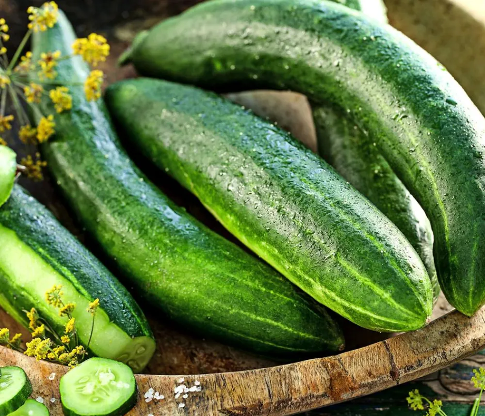 Dehner Zucchini- & Gurkenpflanzen - Urgurke 'Jurassic' Grün