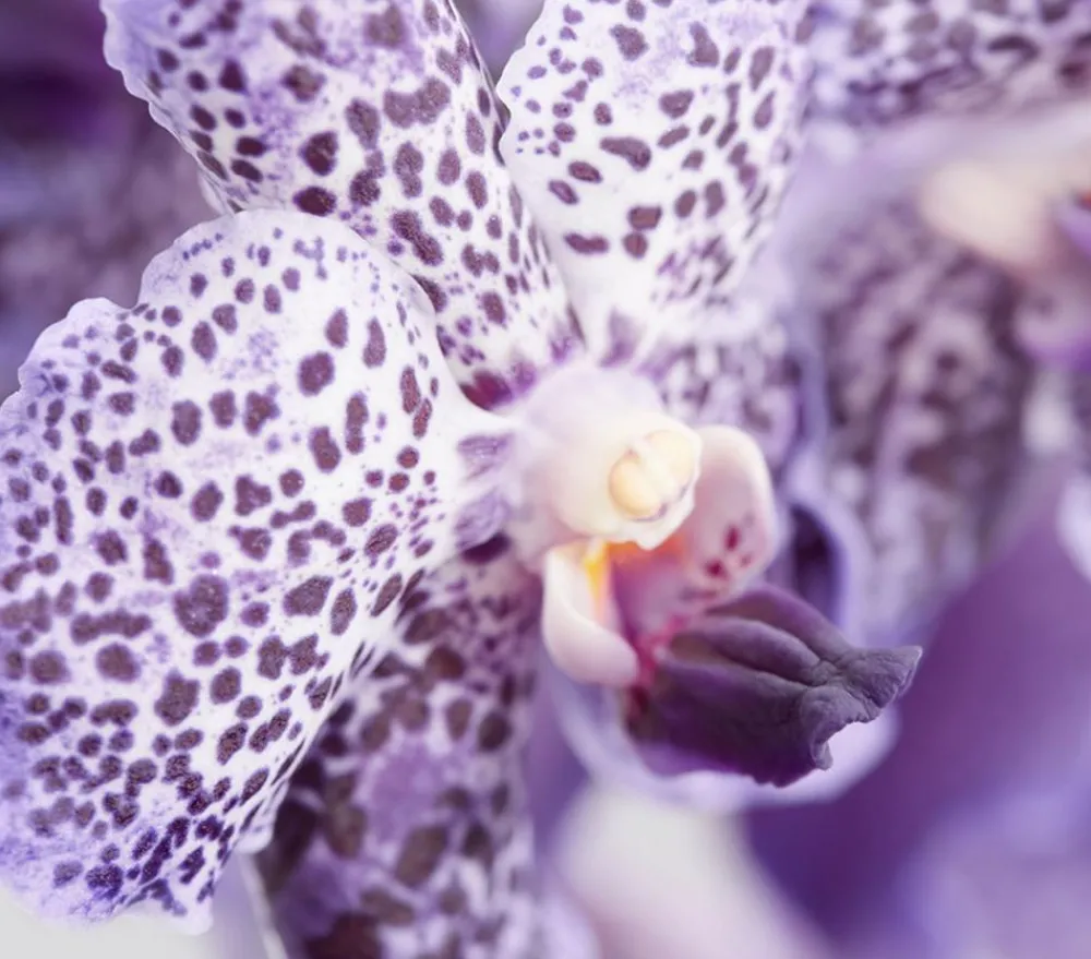 Dehner Orchideen - Vanda-Orchidee - Vanda cultivars, inkl. Aufhänger, verschiedene Farben