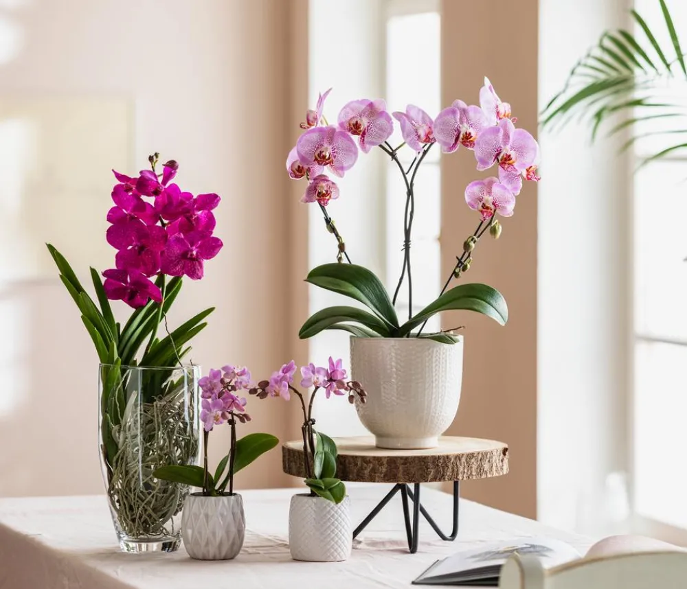 Dehner Zimmerpflanzen Mit Übertopf|Orchideen - Vanda-Orchidee - Vanda cultivars im Glas, verschiedene Farben