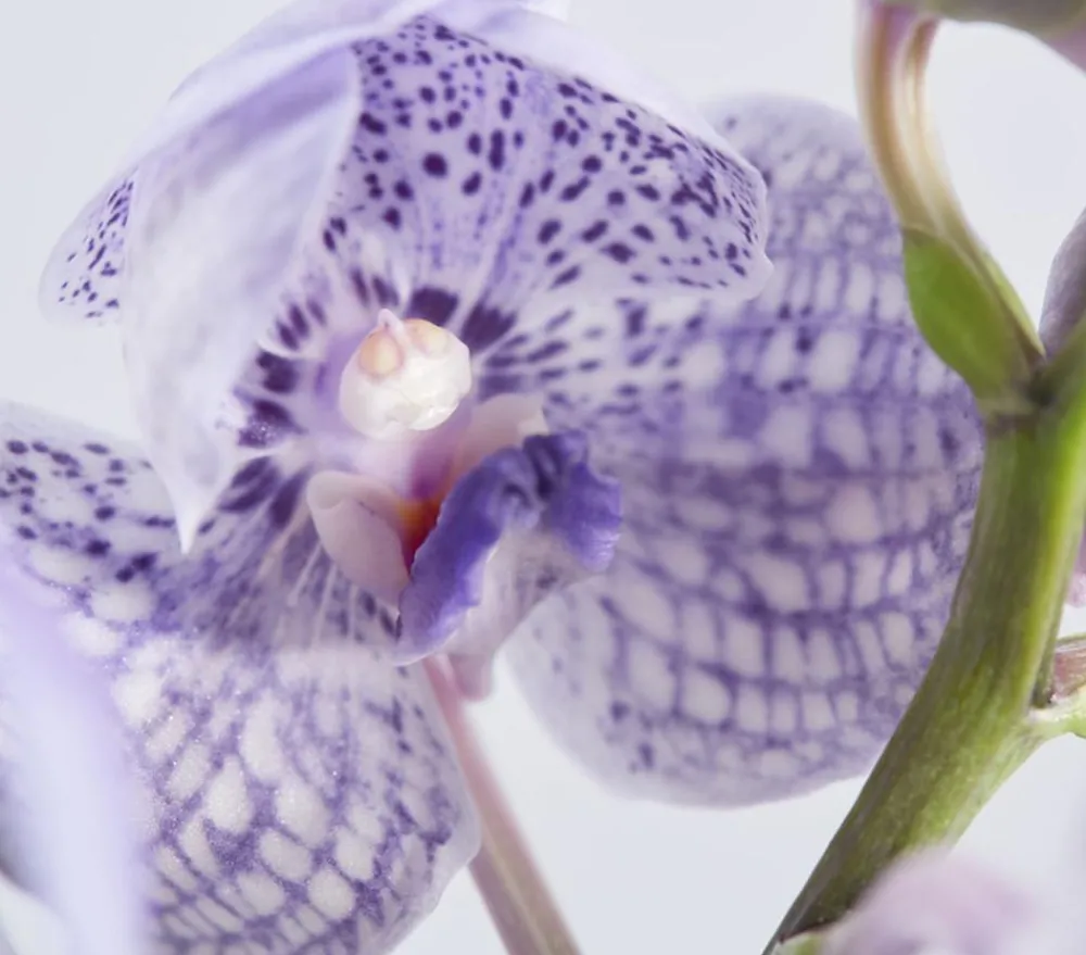 Dehner Zimmerpflanzen Mit Übertopf|Orchideen - Vanda-Orchidee - Vanda cultivars im Glas, verschiedene Farben