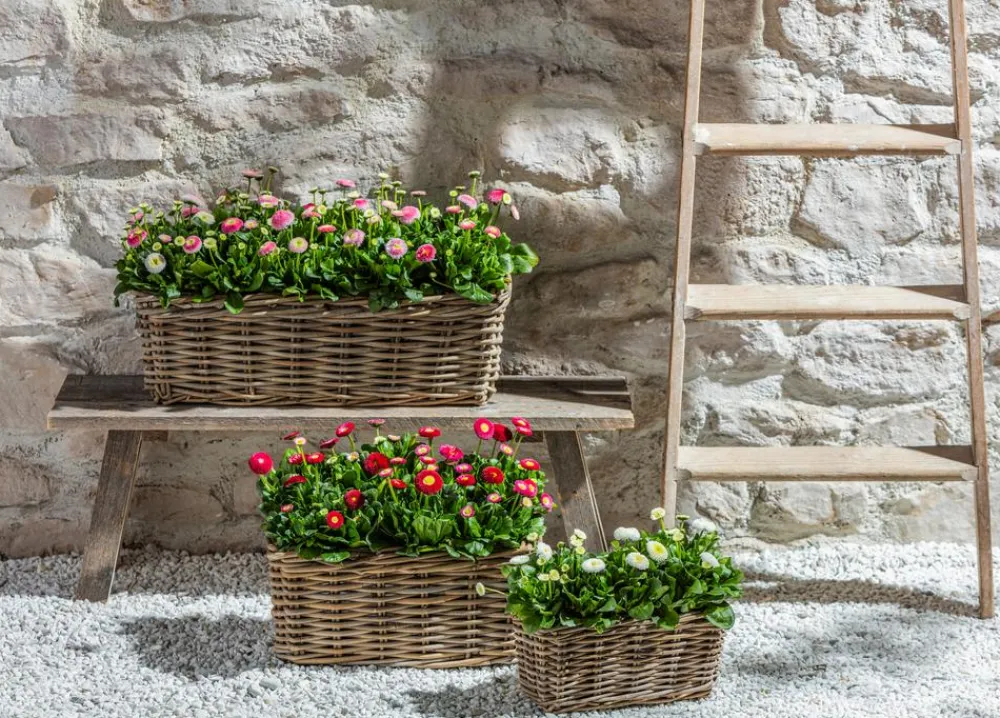 Van der Leeden Pflanzkübel & Blumenkästen - Rattan-Pflanzkasten, braun