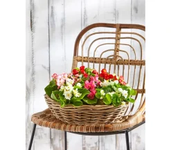 Van der Leeden Rattan-Pflanzschale, , Ø 41 cm Braun New