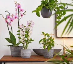 Dehner Vanille-Orchidee - Vanilla planifolia Hellgrün