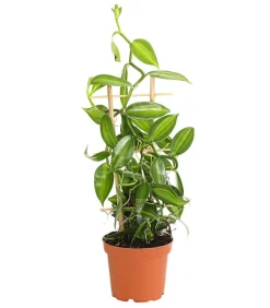 Dehner Vanille-Orchidee - Vanilla planifolia Hellgrün