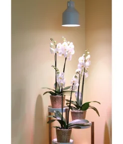 Venso Gewächshaus Zubehör > Lampenschirm Saga für Pflanzenlampe