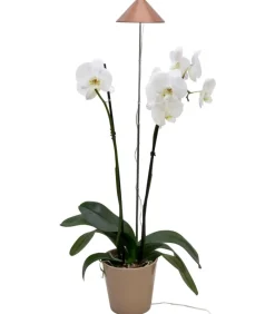 Venso Gewächshaus Zubehör > LED-Pflanzenlampe