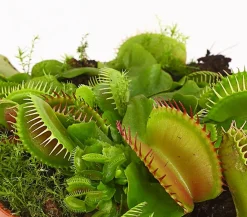 Dehner Venusfliegenfalle - Dionea muscipula Sale