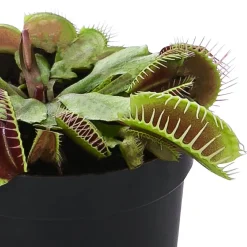 Dehner Venusfliegenfalle - Dionea muscipula Clearance