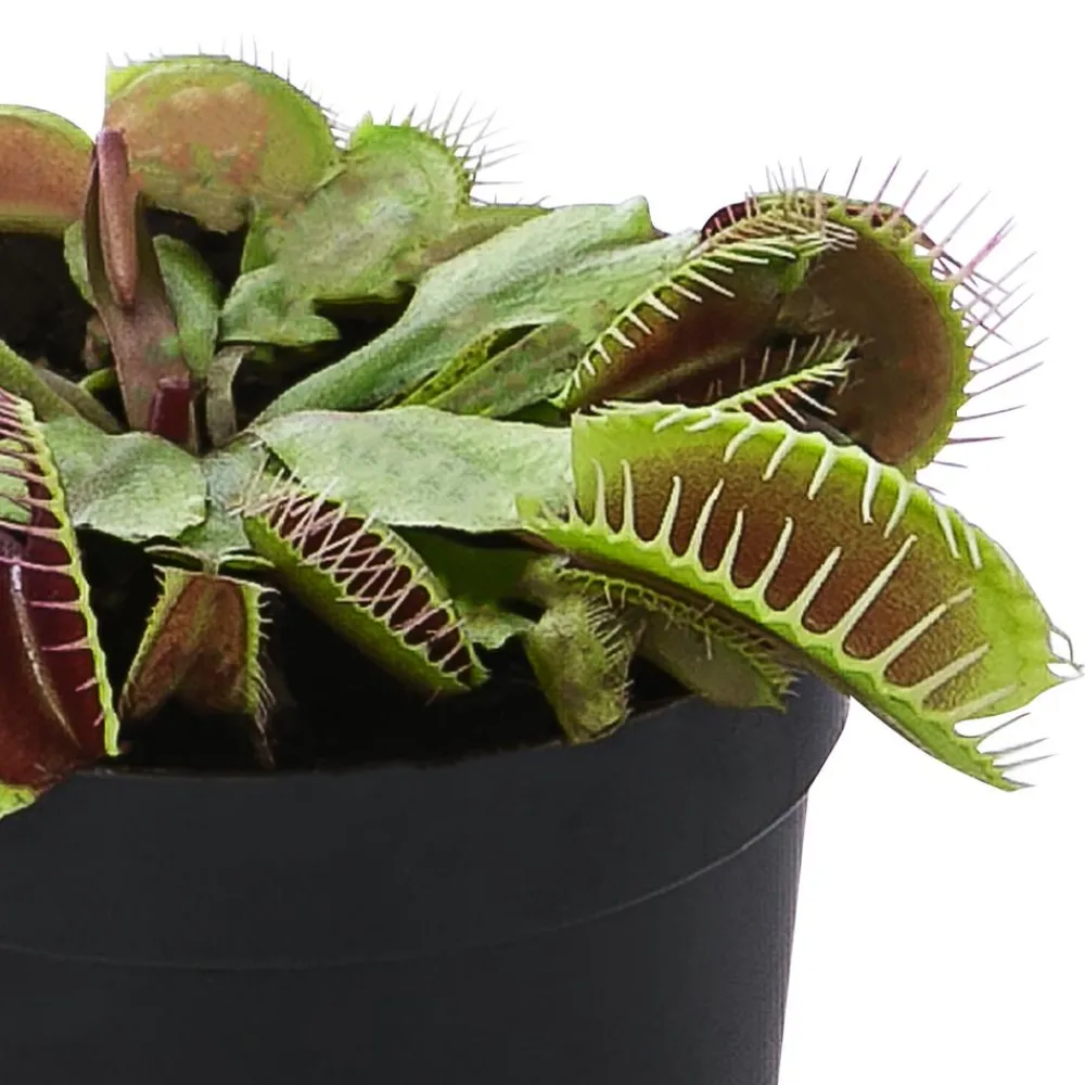 Dehner Venusfliegenfalle - Dionea muscipula Clearance