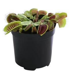 Dehner Venusfliegenfalle - Dionea muscipula Clearance