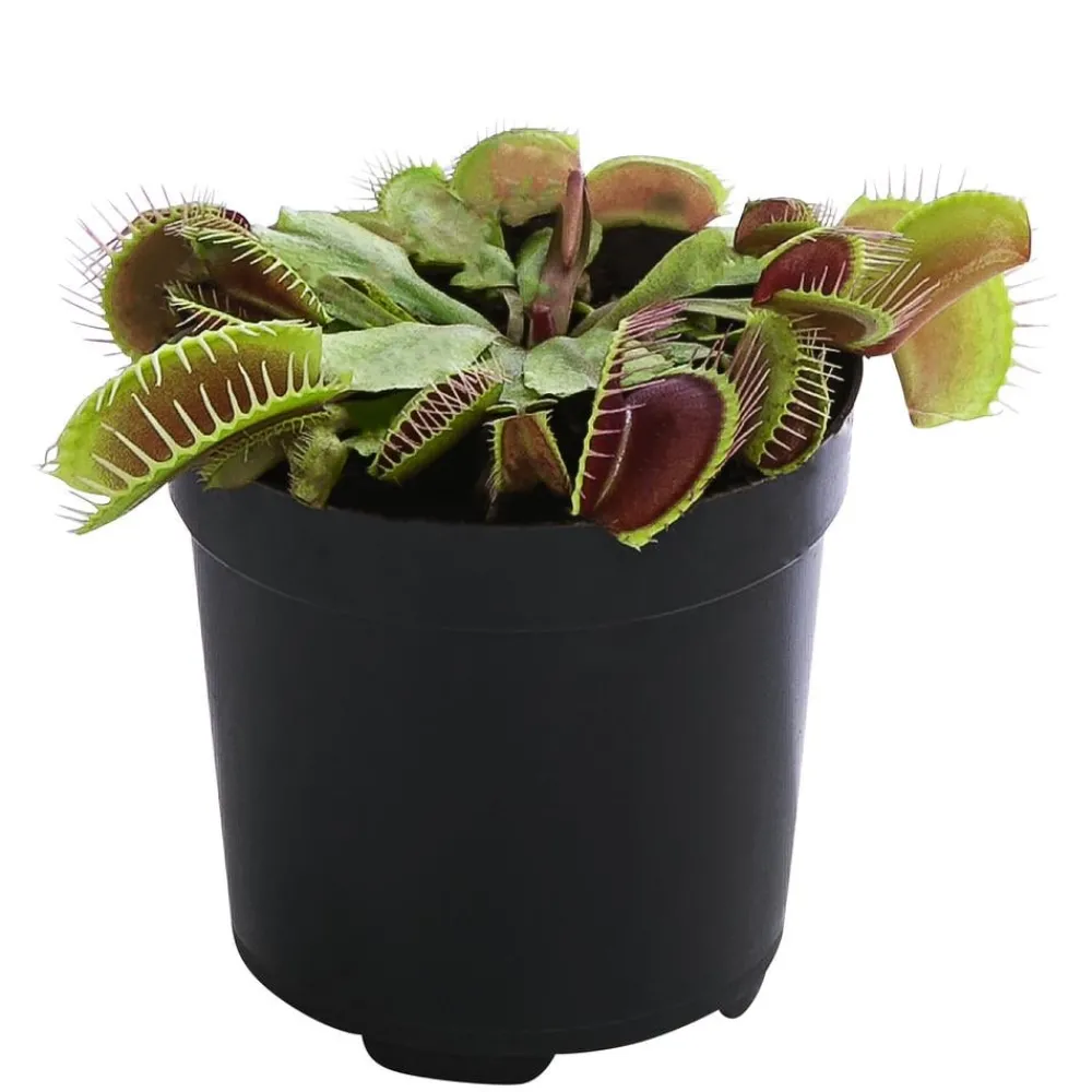Dehner Venusfliegenfalle - Dionea muscipula Clearance