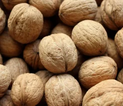 Dehner Nüsse & Besondere Obstbäume|Obstbäume - Veredelte Walnuss 'Mars' Braun