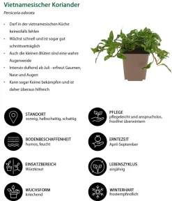 Dehner Garten- & Heilkräuter|Küchenkräuter > Vietnamesischer Koriander