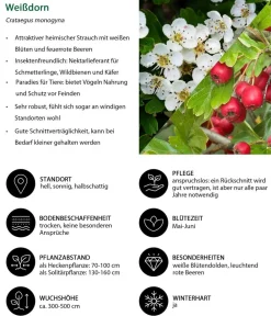 Dehner Vogelschutzhecke Drossel, 4-teilig Clearance