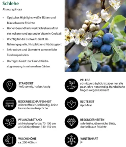 Dehner Hecken-Sets|Sträucher- & Rosen-Sets - Vogelschutzhecke Stieglitz, 4-teilig Grün