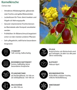 Dehner Hecken-Sets|Sträucher- & Rosen-Sets - Vogelschutzhecke Stieglitz, 4-teilig Grün
