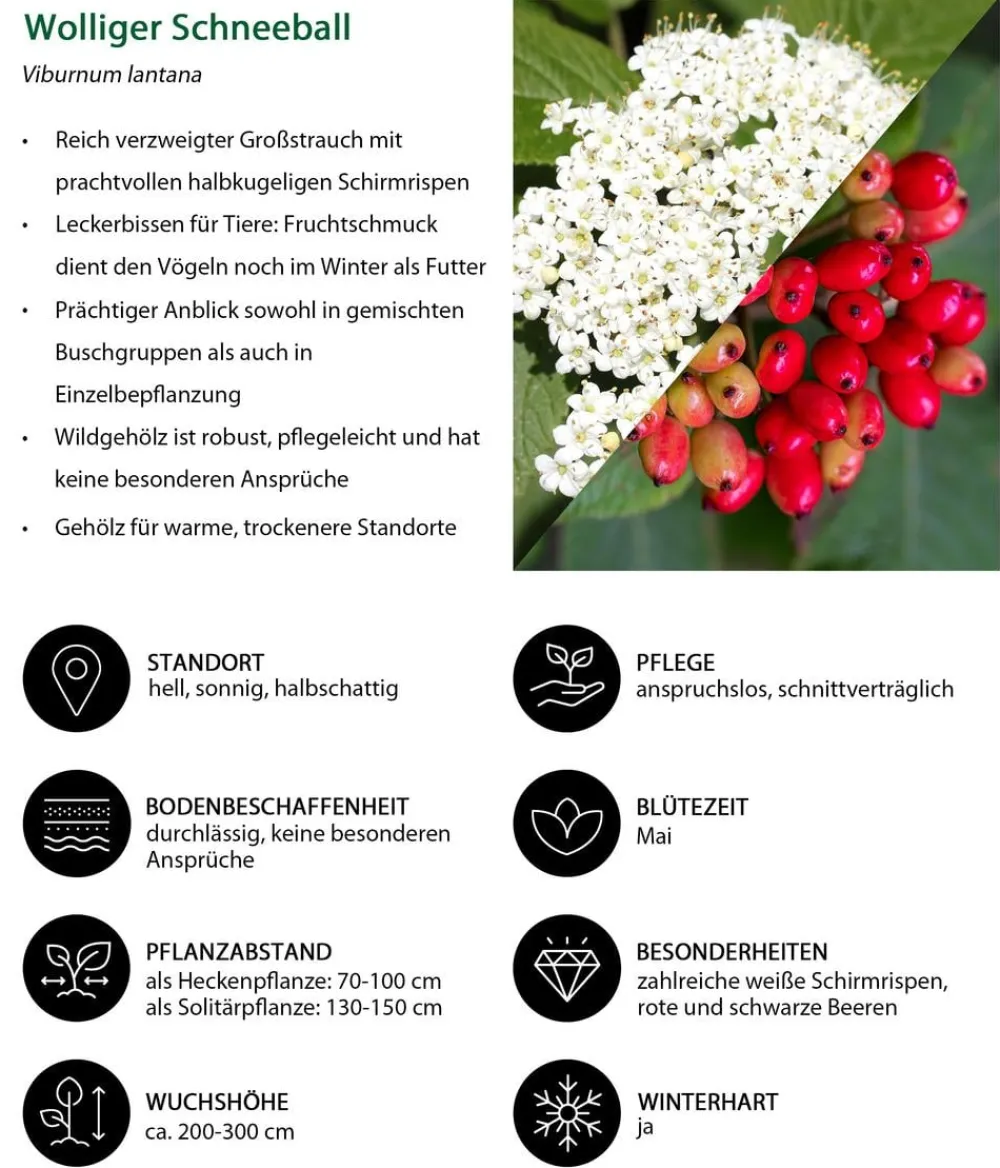 Dehner Hecken-Sets|Sträucher- & Rosen-Sets - Vogelschutzhecke Stieglitz, 4-teilig Grün