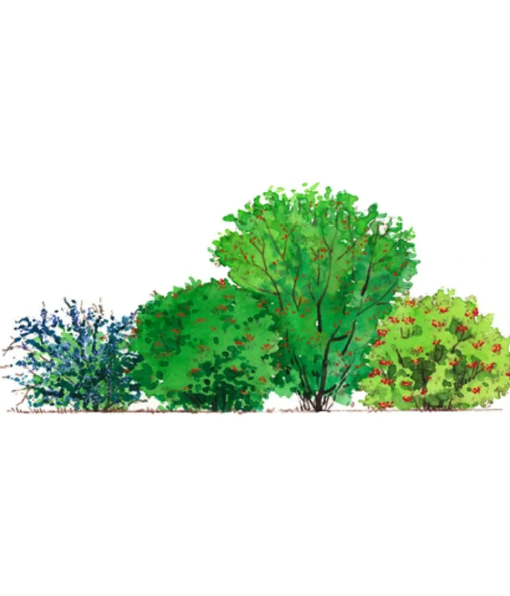 Dehner Hecken-Sets|Sträucher- & Rosen-Sets - Vogelschutzhecke Stieglitz, 4-teilig Grün