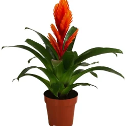 Dehner Vriesea - Bromelia cultivars 'Intenso ' Orange Clearance