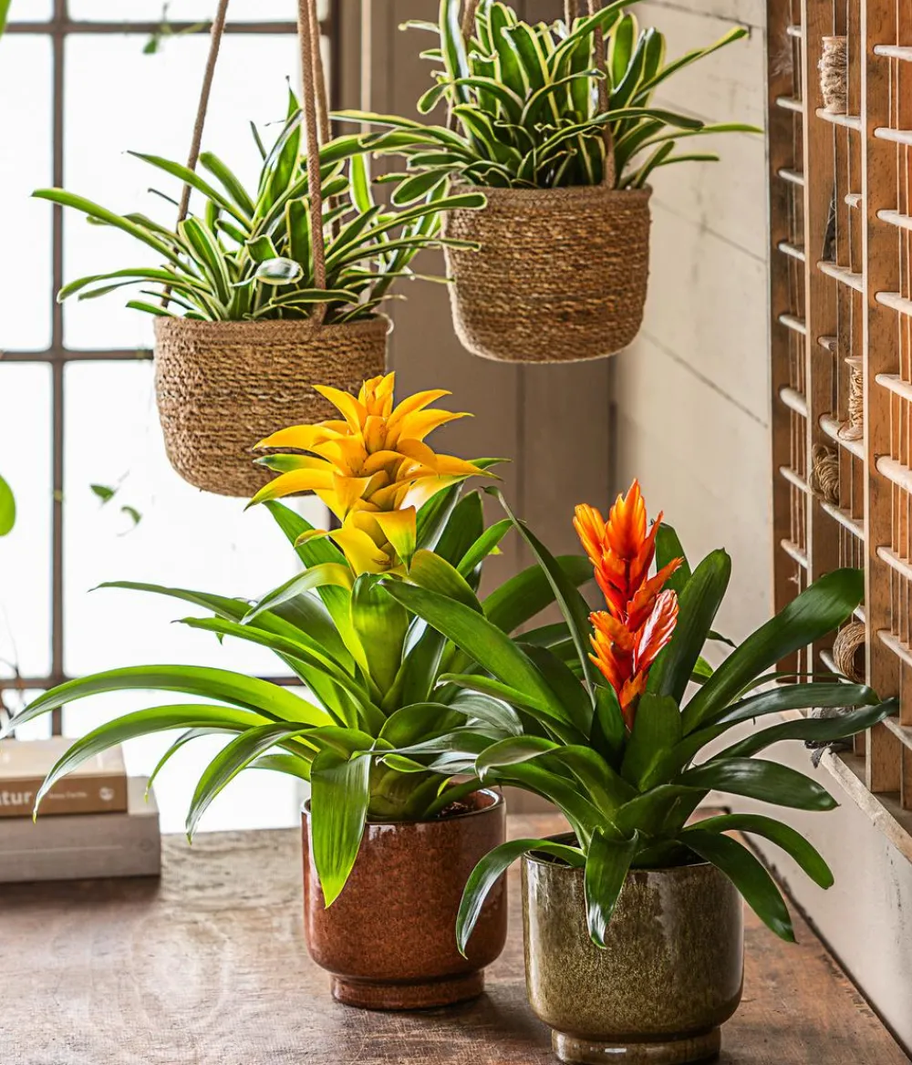 Dehner Vriesea - Bromelia cultivars 'Intenso ' Orange Clearance