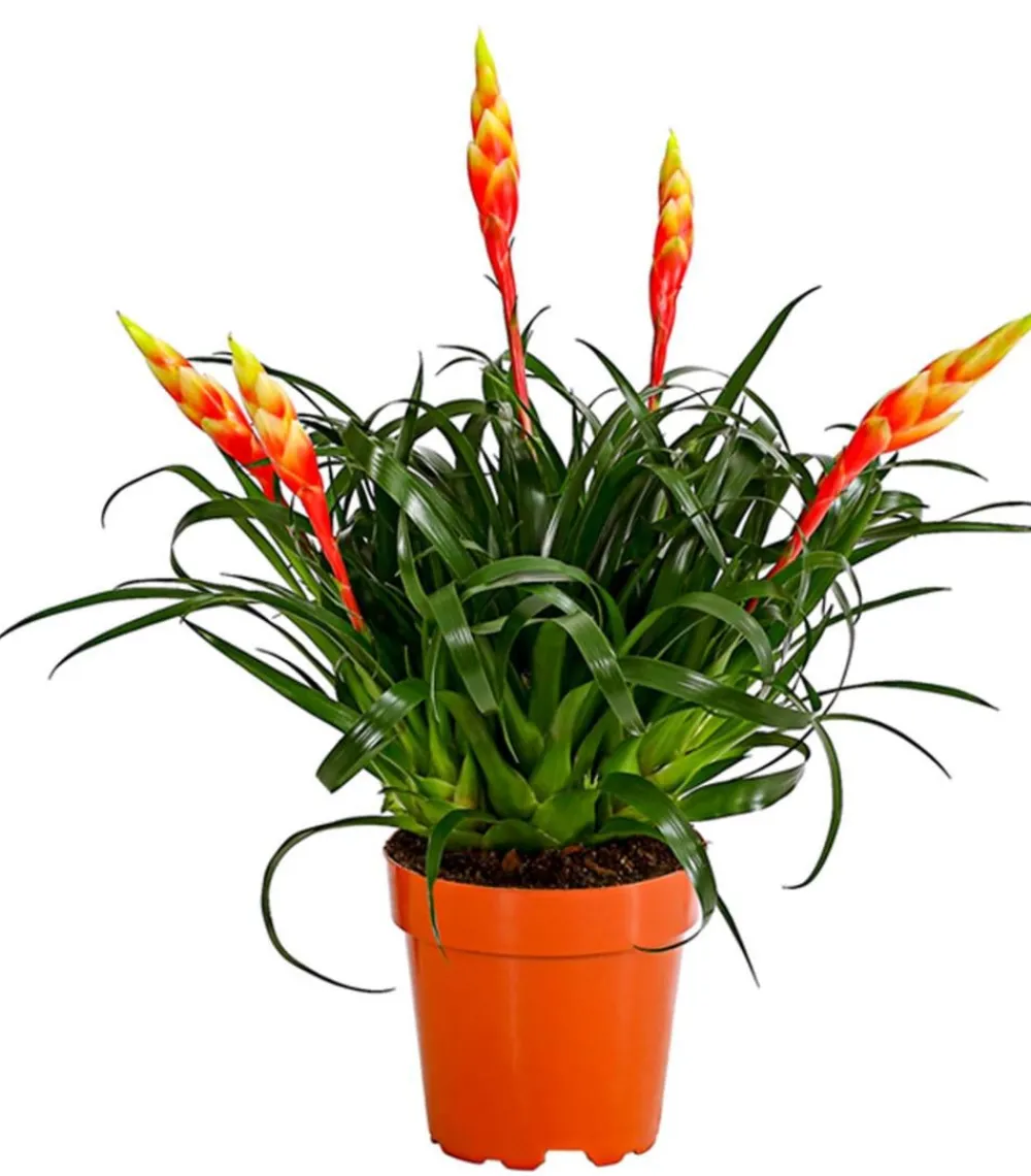 Dehner Vriesea - Bromelia cultivars 'Shannon'