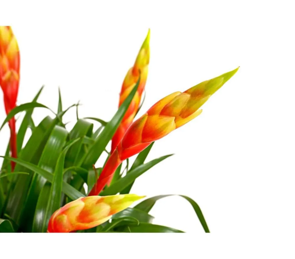 Dehner Vriesea - Bromelia cultivars 'Shannon'