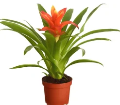 Dehner Bromelien - Vriesea - Bromelia cultivars, verschiedene Sorten