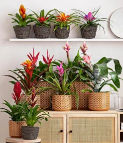 Dehner Bromelien - Vriesea - Bromelia cultivars, verschiedene Sorten