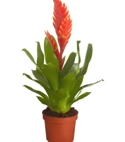 Dehner Bromelien - Vriesea - Bromelia cultivars, verschiedene Sorten