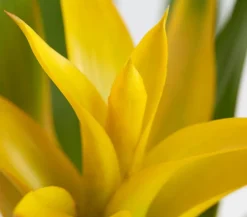 Dehner Bromelien - Vriesea - Bromelia cultivars, verschiedene Sorten